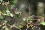 Coralberry